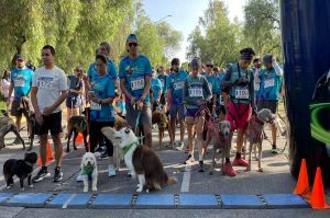 Participa en Amar es adoptar: una carrera con causa en CDMX ¡Es GRATIS!