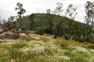 El Festival de la Sierra de Guadalupe cumple 35 años y lo festeja a lo grande